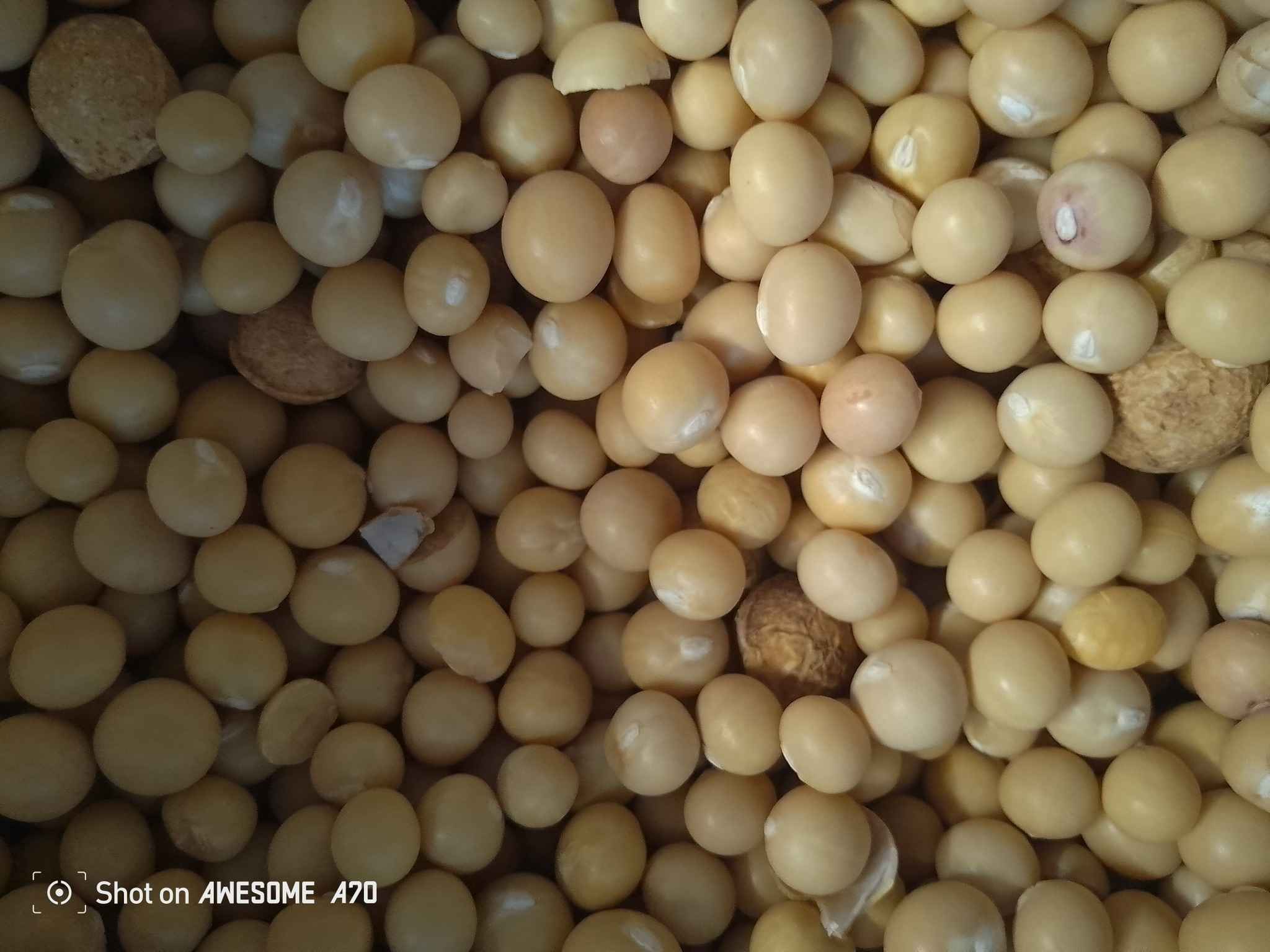 Bambara Nut