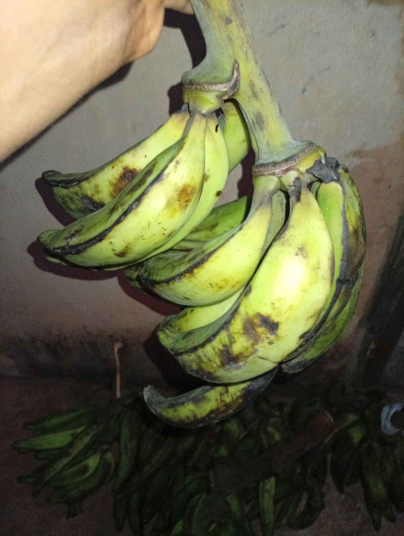 Plantain
